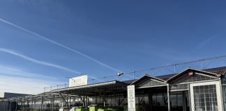 Suzzara, alla Green & Flower’s corso gratuito “Il Balcone un mondo di meraviglie”