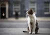 Gatto Larry compie 15 anni di servizio, è Chief Mouser a Downing Street