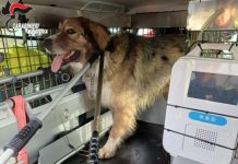 Viadana, cane randagio semina il panico e azzanna quattro persone: bloccato dai carabinieri