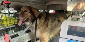 Viadana, cane randagio azzanna quattro persone. Ferita anche la comandante dei carabinieri