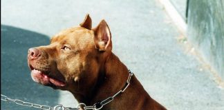 Frosinone, pitbull azzanna bimba di 2 anni e la scaraventa contro un muro