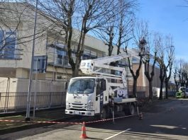 Moglia, potature in corso su 228 alberi nelle aree verdi e strade comunali