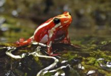 Epibatidina, tossina della rana freccia: cos’è il veleno che potrebbe aver ucciso Navalny