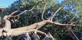 Roma, cade albero in via dei Fori Imperiali: 3 passanti feriti