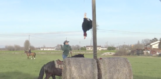 Tradizione e comunità: grande successo per la Sagra del Pit a Torre di Goito