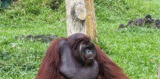 Scimpanzé e alcol, confermata l’ipotesi della ‘scimmia ubriaca’: tracce di etanolo nelle urine