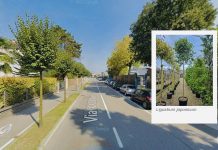 Suzzara, al via il grande intervento di cura e sicurezza del verde urbano