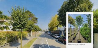 Suzzara, al via il grande intervento di cura e sicurezza del verde urbano