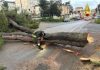 Goito, i vigili del fuoco tagliano un albero pericolante in strada Massimbona