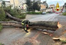 Goito, i vigili del fuoco tagliano un albero pericolante in strada Massimbona