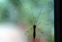 Chikungunya, Ecdc: “70 casi dopo viaggi alle Seychelles, per i turisti rischio alto”