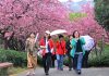 Cina, con i ciliegi in fiore turismo di primavera in crescita