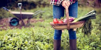 Usa, una famiglia rifiuta 26 milioni di dollari da un’azienda IA: “La nostra fattoria non diventerà un data center”