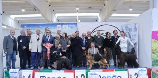Il Kerry Blue Terrier Brykar Tramore trionfa all’Expo Canina in Millenaria