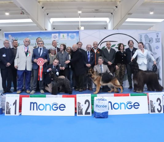Il Kerry Blue Terrier Brykar Tramore trionfa all’Expo Canina in Millenaria