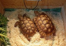 Successo a Gonzaga per Esotika e Mondo Bonsai migliaia di visitatori alla Millenaria