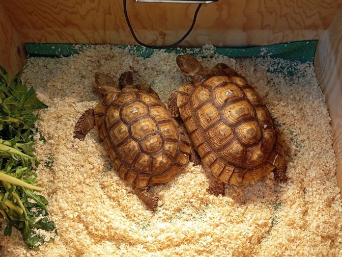 Esotika Pet Show 1