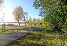 Sicurezza e rinnovo alberi a Mantova interventi all Isola delle Oche e Costa Brava