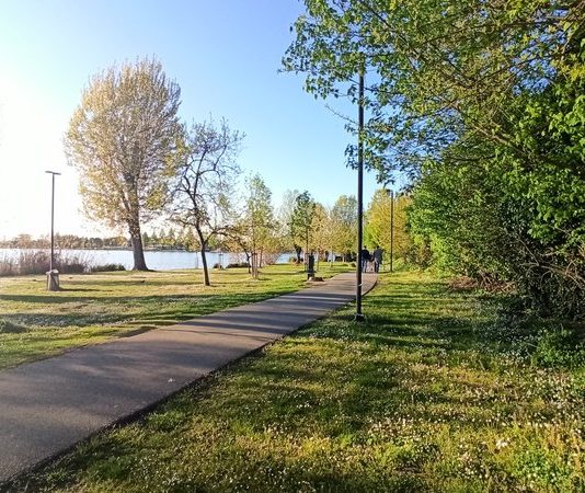 Sicurezza e rinnovo alberi a Mantova interventi all’Isola delle Oche e Costa Brava