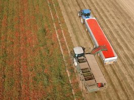 Caldo, anticipata raccolta del pomodoro. Nel Mantovano colpito dalla grandine perdite fino al 30%