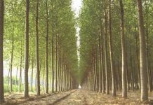 A Mantova 176 nuovi ettari di pioppeti grazie ai finanziamenti di Regione Lombardia