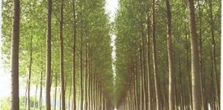 A Mantova 176 nuovi ettari di pioppeti grazie ai finanziamenti di Regione Lombardia