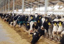 Carico zootecnico record a Gonzaga “Laudato Si” chiede equilibrio tra profitto e salute