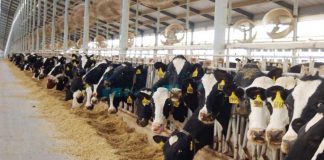 Carico zootecnico record a Gonzaga “Laudato Si” chiede equilibrio tra profitto e salute