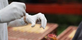 Influenza aviaria, identificato caso in Lombardia: è il primo umano in Europa