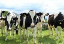 Medole, rimorchio carico di bovini finisce fuori strada