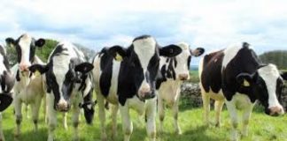 Medole, rimorchio carico di bovini finisce fuori strada