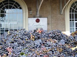 Debito da 12,8 milioni per la Cantina Carpi e Sorbara: tremano i soci mantovani