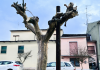 Ostiglia, polemica sul verde: Incorvaia attacca sulle capitozzature in via Aia Madama
