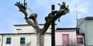 Ostiglia, polemica sul verde: Incorvaia attacca sulle capitozzature in via Aia Madama