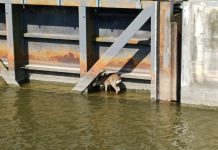Capriolo finisce all’interno della Conca di Valdaro, i Vigili del Fuoco lo salvano