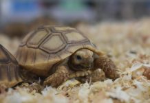 Weekend alla Fiera Millenaria di Gonzaga tra animali esotici e l arte dei bonsai