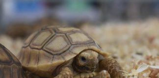 Weekend alla Fiera Millenaria di Gonzaga tra animali esotici e l arte dei bonsai