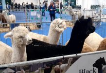 Gonzaga, ultimo giorno alla Fiera Millenaria per Esotika Pet Show e Mondo Bonsai