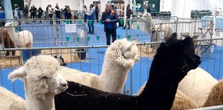 Gonzaga, ultimo giorno alla Fiera Millenaria per Esotika Pet Show e Mondo Bonsai