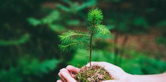 Guerre e crisi economiche fonte di ansia e stress? “La natura restituisce stabilità”. Cos’è la biofilia e cosa promuove