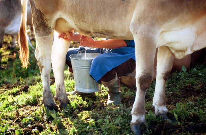 ftg_ipa60104440_mucca_latte_fotogramma