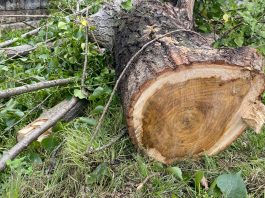 Maltempo, ancora alberi e pali caduti: cinquanta interventi dei Vigili del Fuoco in provincia