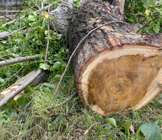 Maltempo, ancora alberi e pali caduti: cinquanta interventi dei Vigili del Fuoco in provincia
