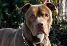 Bari, bimba di 2 anni agredita e ferita al volto da pitbull del vicino