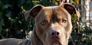 Bari, bimba di 2 anni agredita e ferita al volto da pitbull del vicino