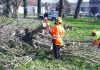 Suzzara, Protezione Civile al lavoro: rimosso grosso albero caduto nel parco del Manzoni