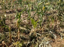 Coldiretti Mantova apre la campagna assicurativa 2026 contro le avversità atmosferiche