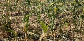 Coldiretti Mantova apre la campagna assicurativa 2026 contro le avversità atmosferiche