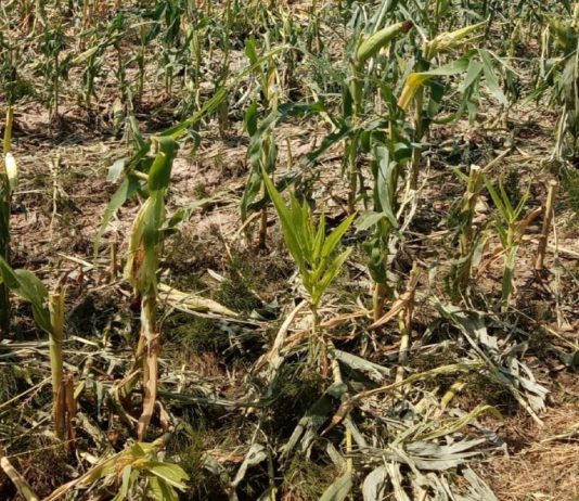 Coldiretti Mantova apre la campagna assicurativa 2026 contro le avversità atmosferiche