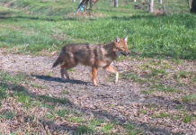 Primo sciacallo dorato accertato nel Mantovano: è stato avvistato nel Parco Oglio Sud